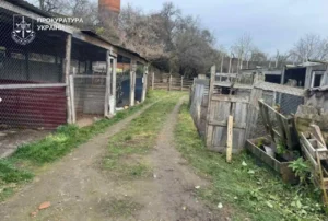 Сіма і Сімба поїдуть в Африку, на Батьківщину