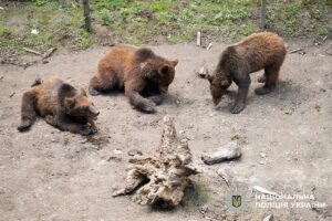 Реабілітація на природі