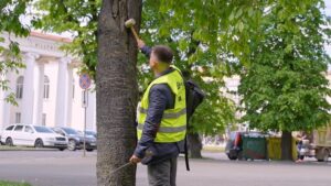 Безпека електромереж і збереження зелених насаджень — спільне завдання
