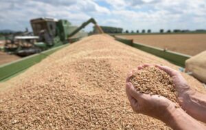 Україна збирає врожай, але чи вдасться його зберегти?